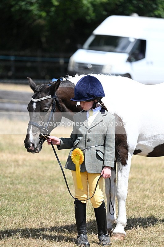 WJ7_2259 - Class 5 Most Handsome Gelding (up to 14.2hh) in hand