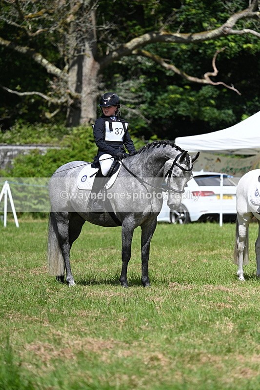 WJ7_1764 - Class 9 Pony Club Pony