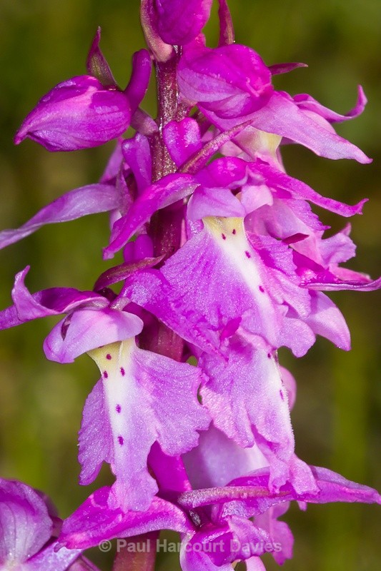  - Orchids - Orchis