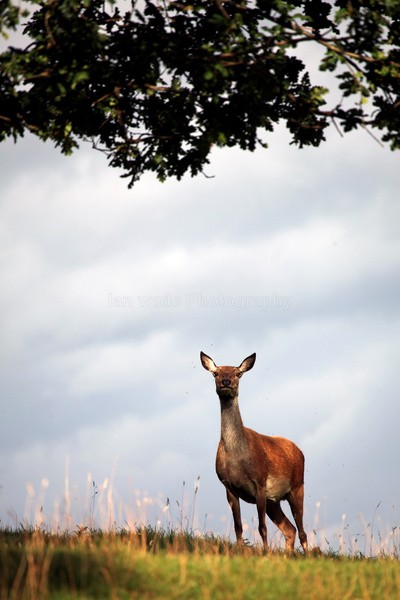 Red Deer _AN053 - Wildlife, Mammal Photography, Great Britain