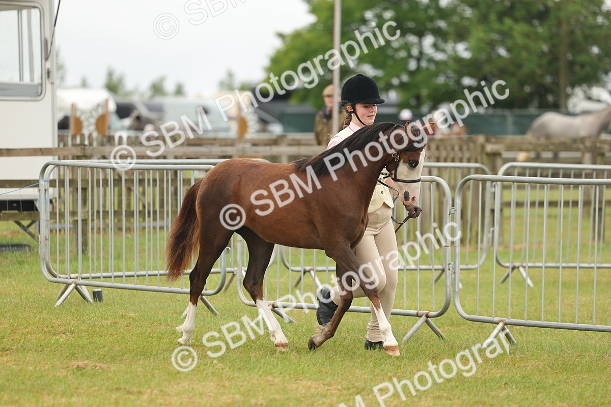 SBM_02145 - Class 50-57 - M&M Welsh Pony In Hand