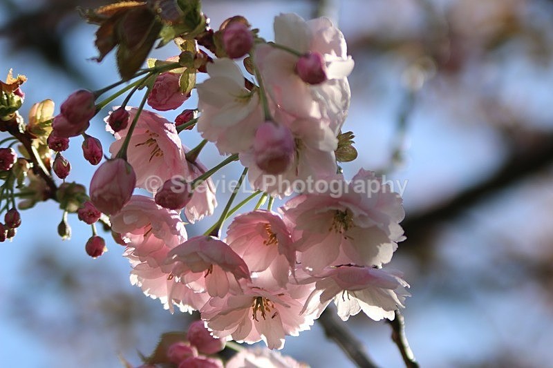 IMG_7833 - Nice Shots