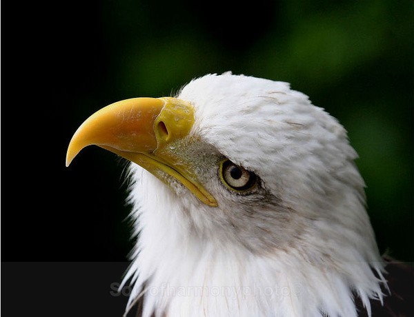 American Bald Eagle - Captured Wild life/Domestic/ livestock Animals