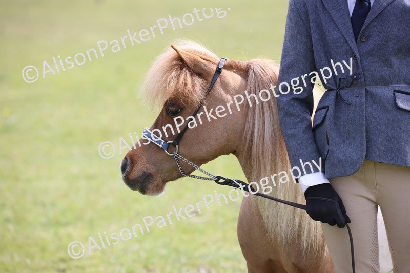 20260426-3240 - Class 26 - Shetland Ponies and Minitures