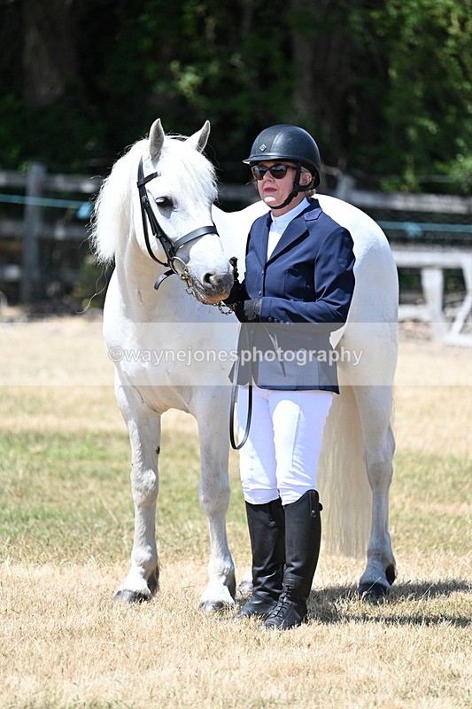 WJ7_2367 - Class 5a Most Handsome Gelding in hand (above 14.2hh)