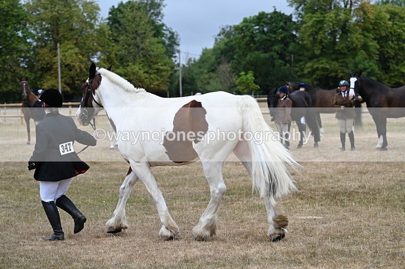 WJ7_0063 - Class 5a Most Handsome Gelding (above 14.2hh)