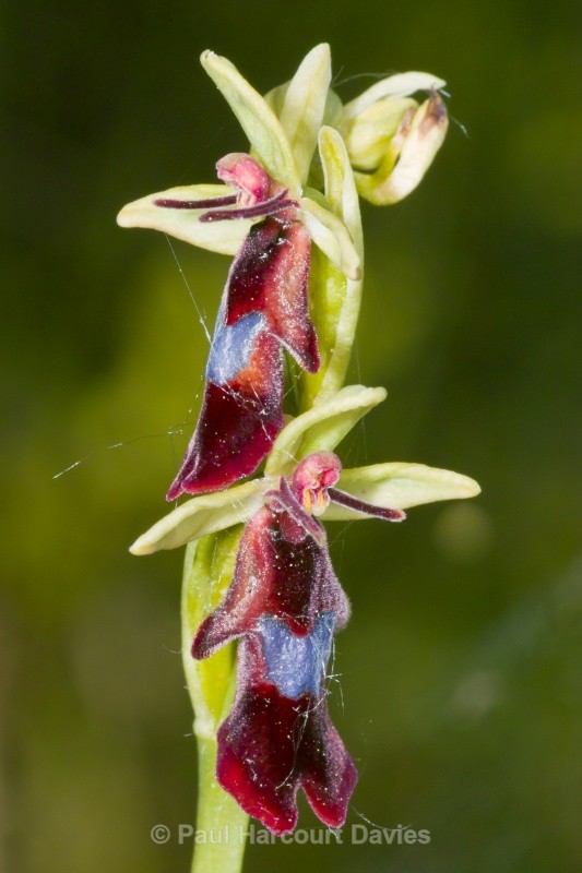 fly orchid (Ophrys insectifera) - Orchids - Ophrys