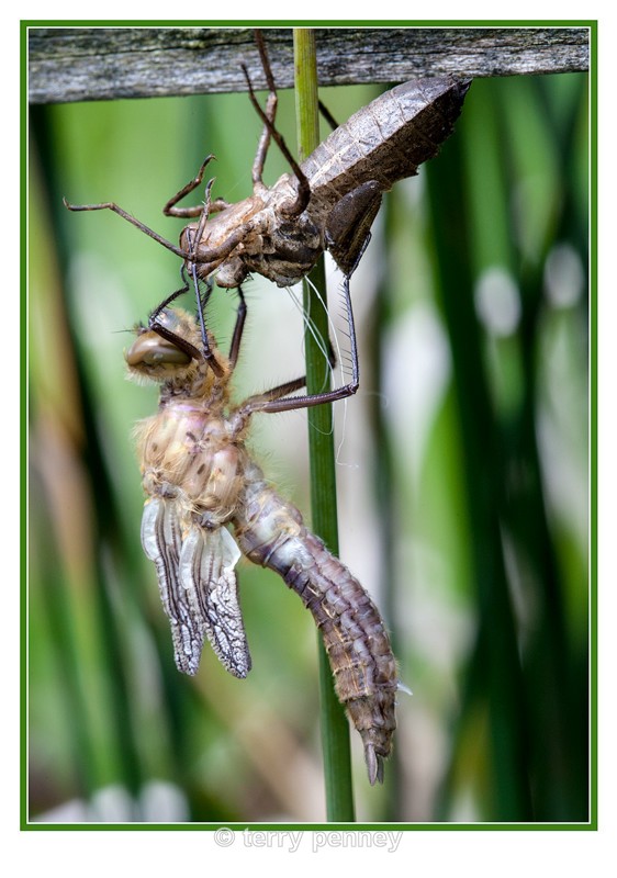 dragonfly Exuvia 4 - Insects & Spiders