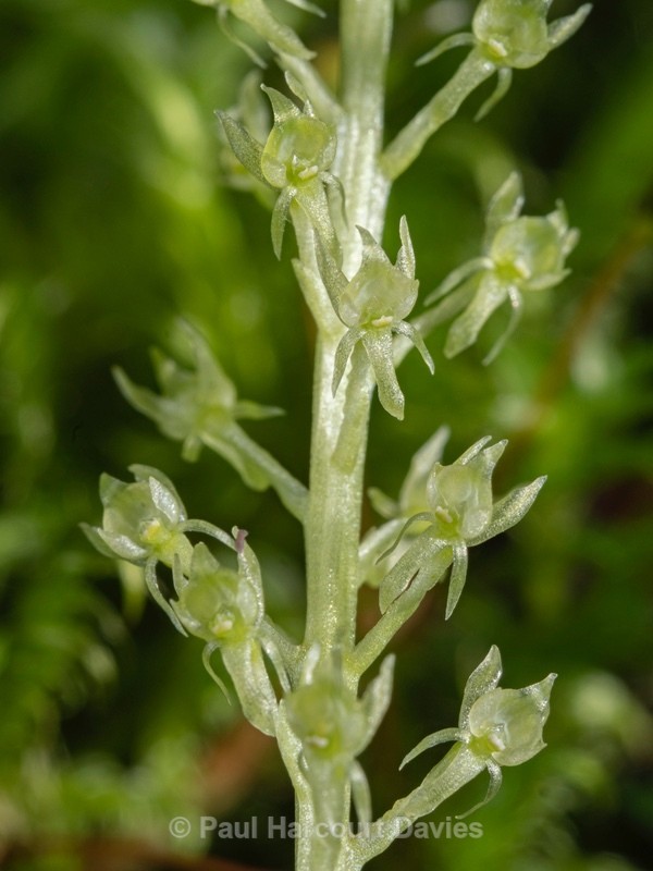 One-leaved bog orchid (Malaxis monophyllos) an inconspicuous species that has a wide distirbution in Europe - Wild Orchids
