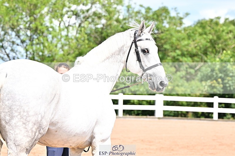 240718A-105238-00966 - Trot Up 11am to 12pm