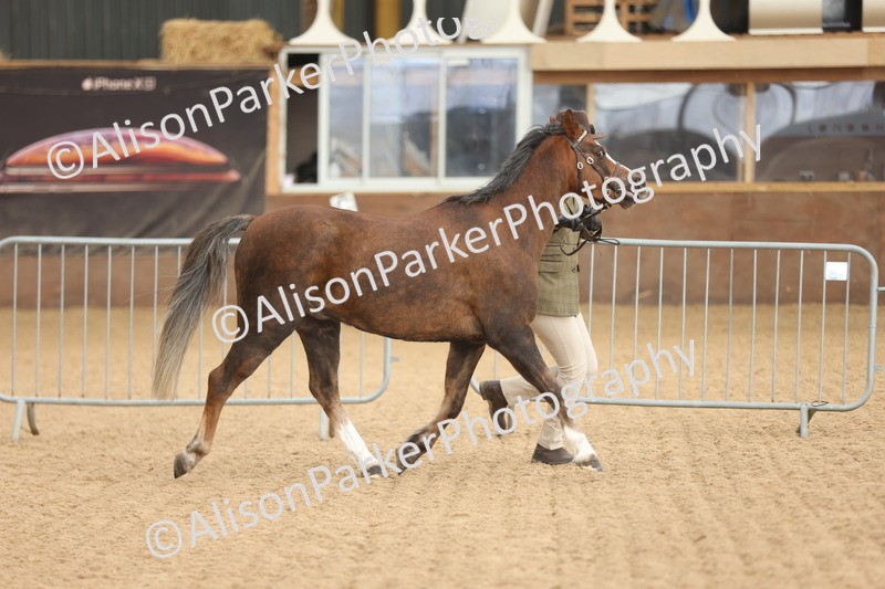 20251109-0609 - Class 22 - Geldings 4 Years and over