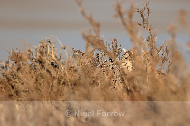 Puma Escacha hidden in bushes, Torres del Paine, Chile - Puma