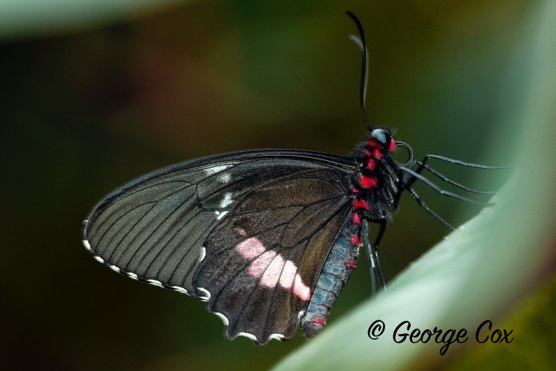Parides sesostris (Emerald-patched Cattleheart)