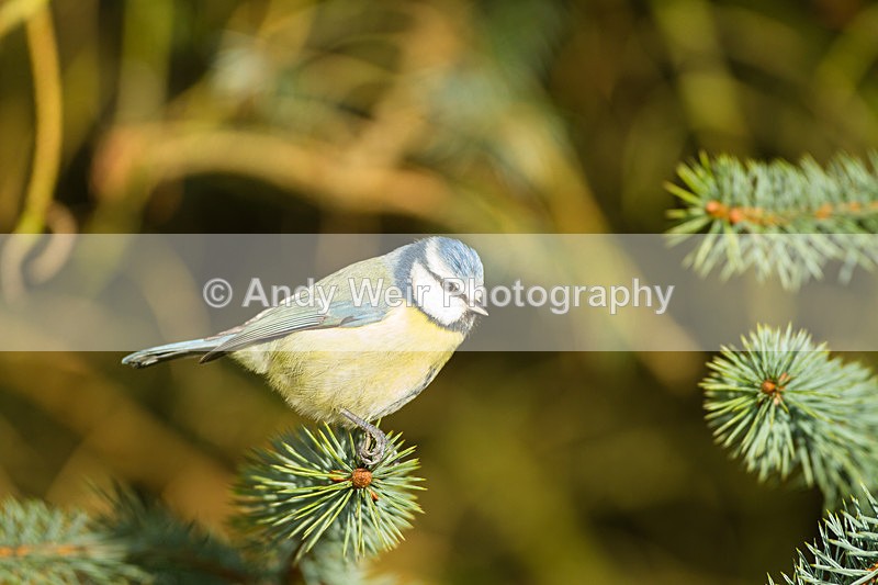 20130112-_MG_2015 - Blue Tit