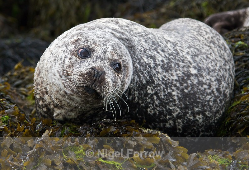 Common Seal lying on seaweed-covered rocks - Seal
