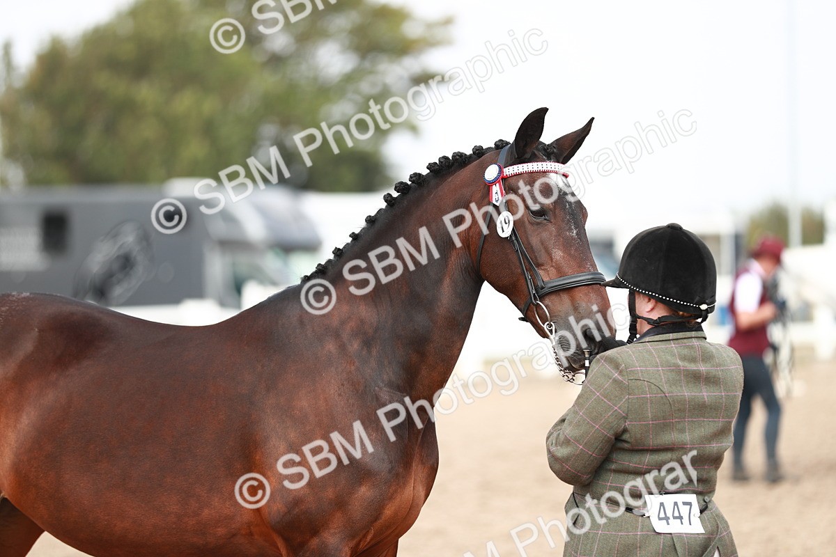SBM_13288 - Class 208 IH Veteran Horse