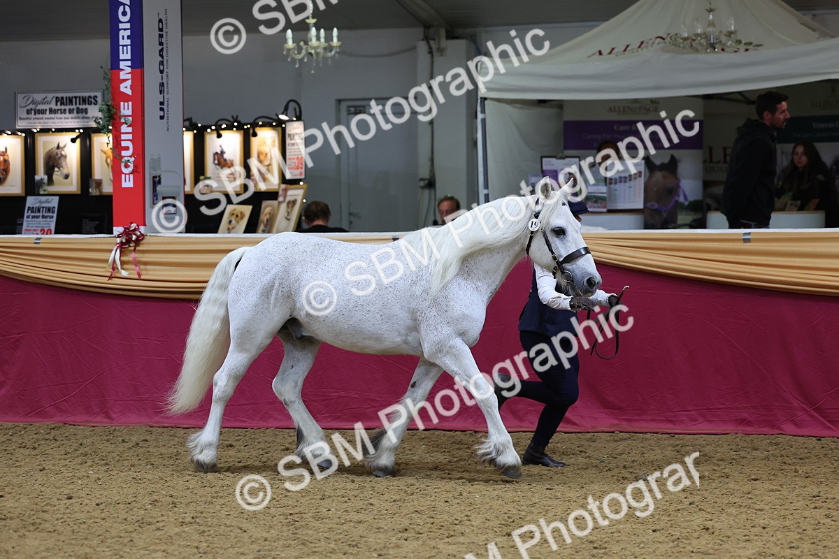 SBM_22775 - Class 903 - Supreme Final - IH Pre Vet