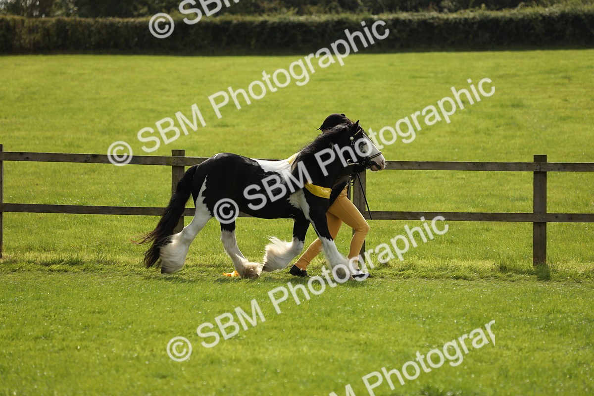 SBM_66253 - In Hand Pony & Youngstock Supreme Championship