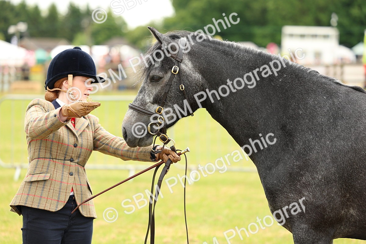 SBM_04069 - Class 64-67 - Shetland Pony In Hand