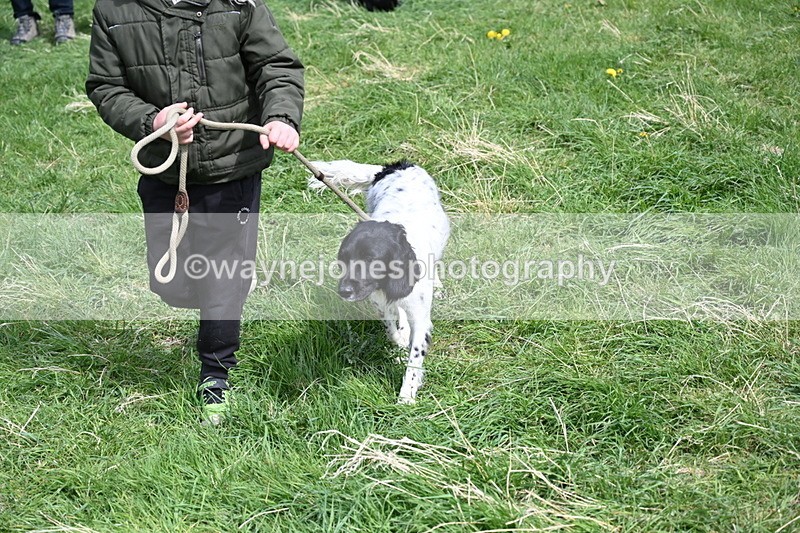 WJ6_9069 - Class 8 Best Working / Gun Dog or Bitch