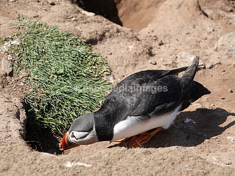 DSC00339 - Skomer 2019