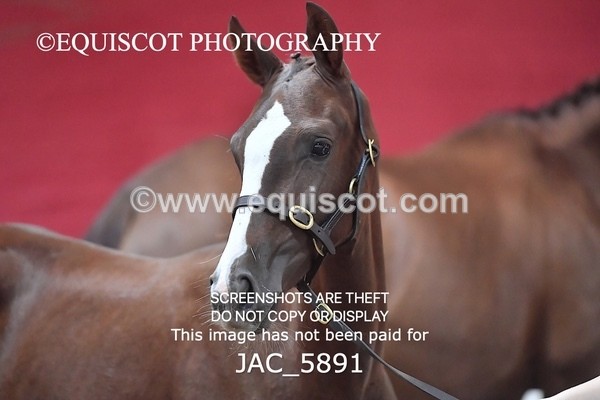 JAC_5891 - 11 Pandora of Westoak