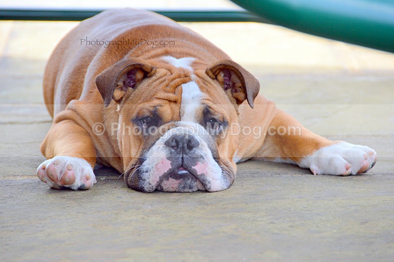  - Bulldogs