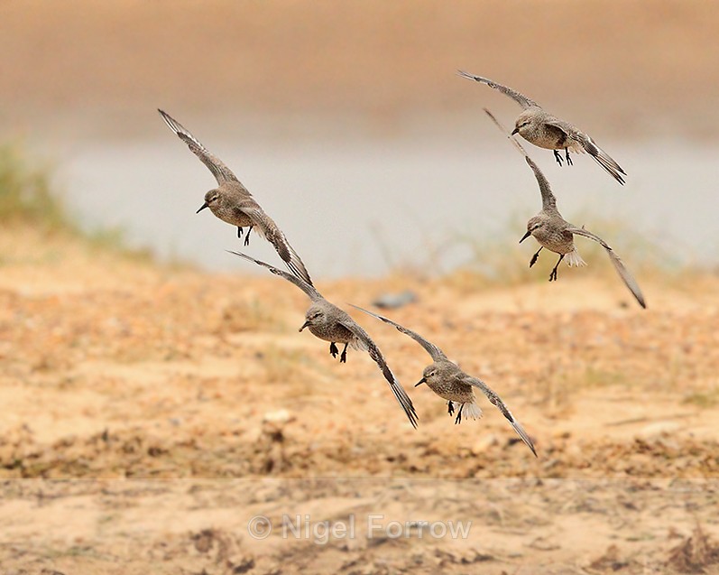 Knot about to land at Holme Dunes, Norfolk - Knot