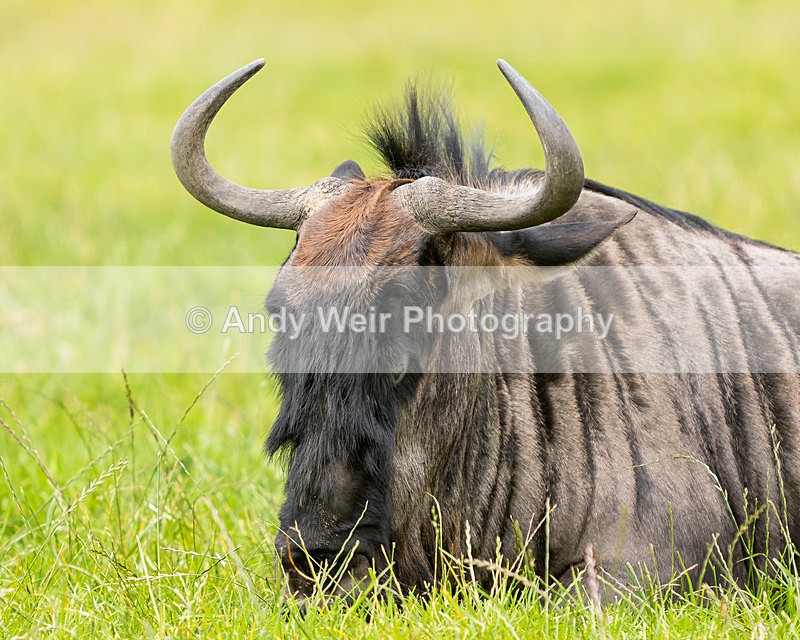 20150725-8E0A0218 - Captive Animals