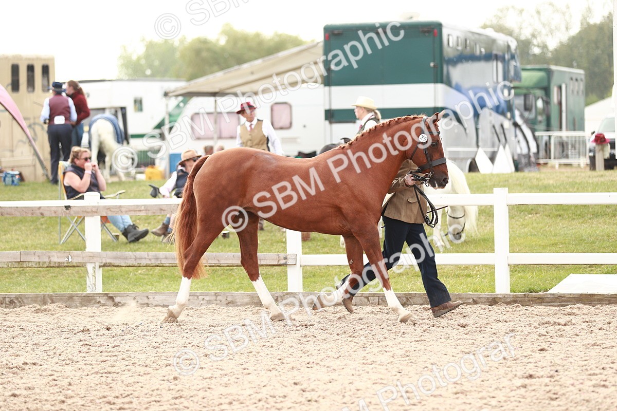 SBM_13166 - Class 208 IH Veteran Horse