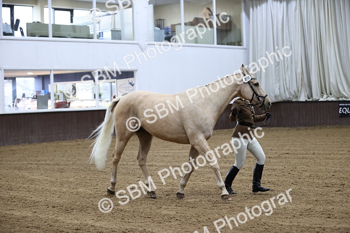 SBM_5200 - Class 39 - In Hand Gelding