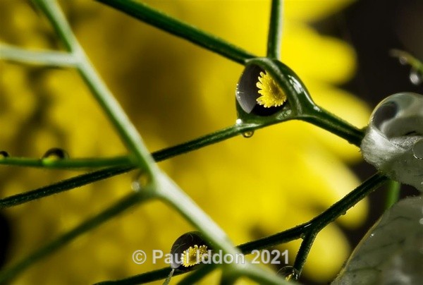 Refractions - Macro