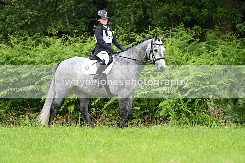 WJ7_3811 - Class 14A Handsome Gelding