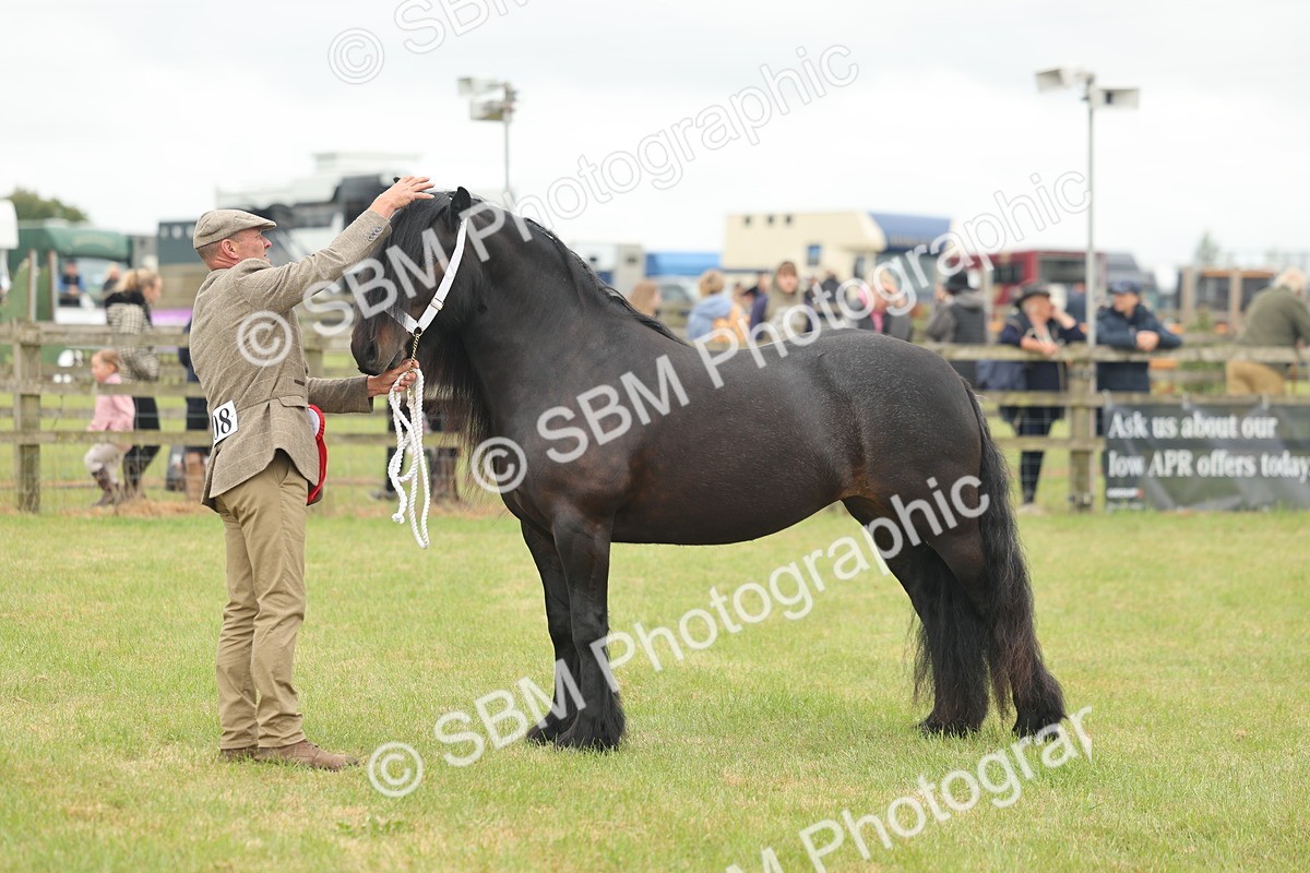 SBM_05079 - Class 50-57 - M&M Welsh Pony In Hand