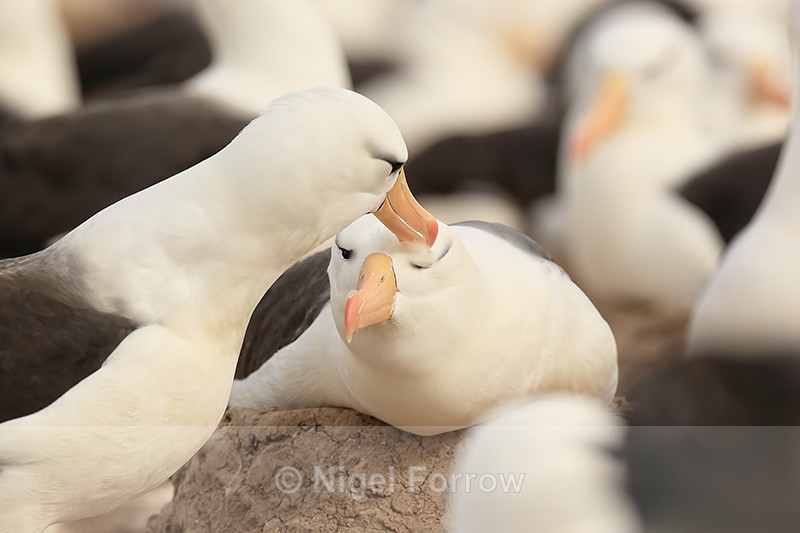 Black-browed Albatross being preened above eye, Steeple Jason - Black-browed Albatross