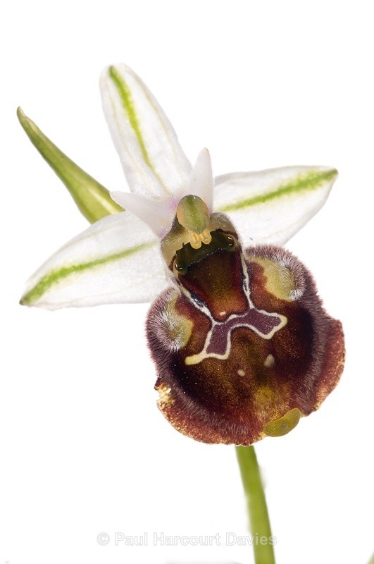  - WB: Orchids - Ophrys