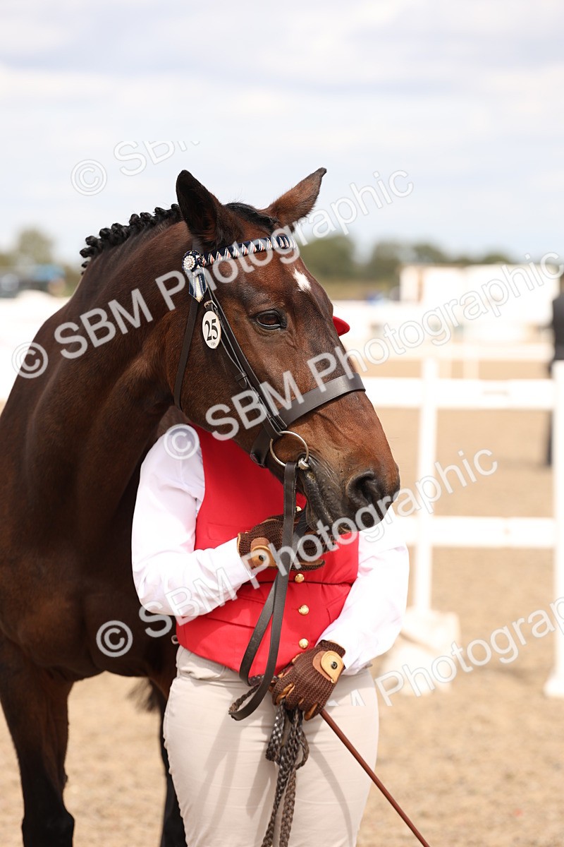 SBM_15389 - Class 210- IH Show Horse