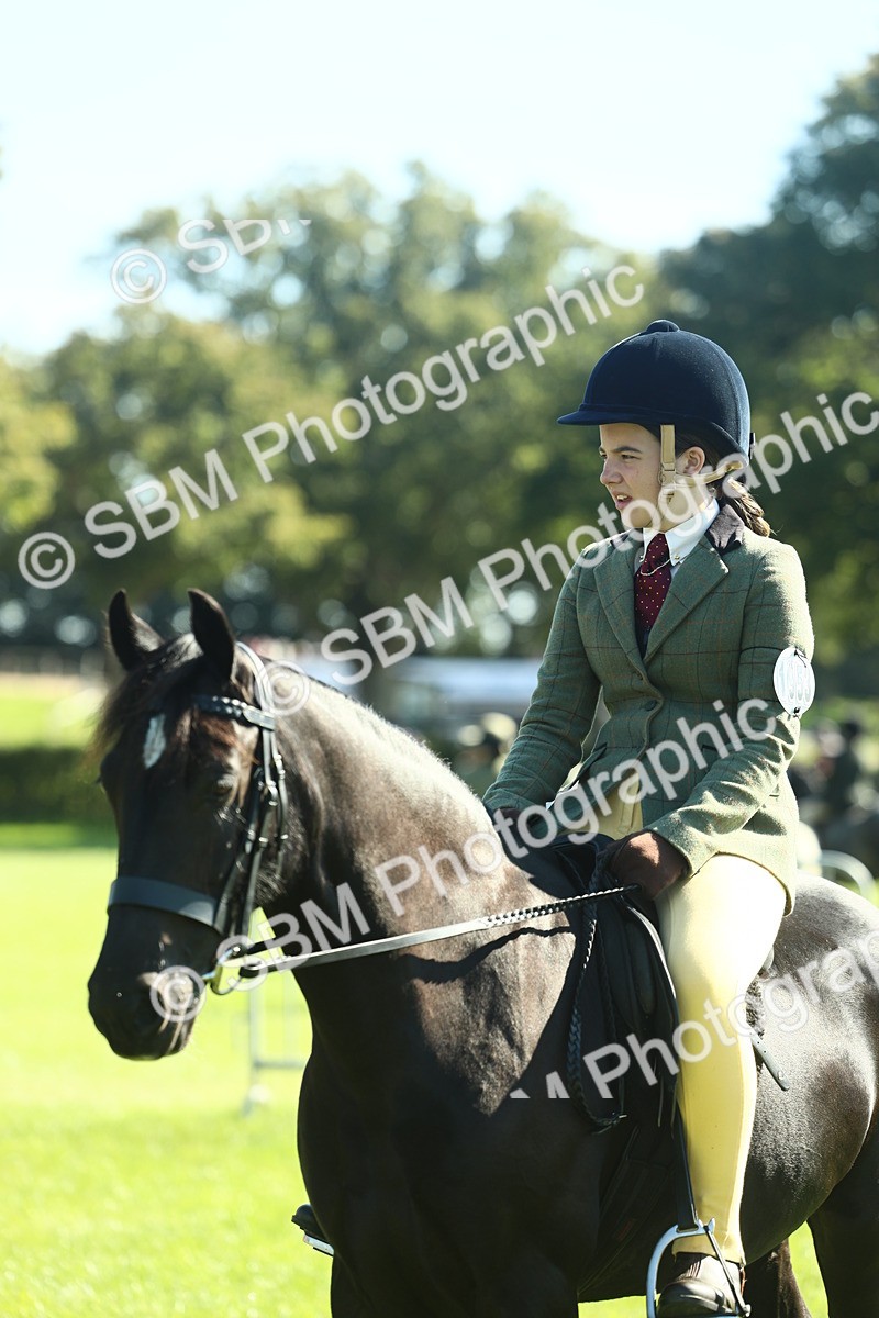 SBM_39056 - S29 - Novice & Newcomers Working Hunter Pony