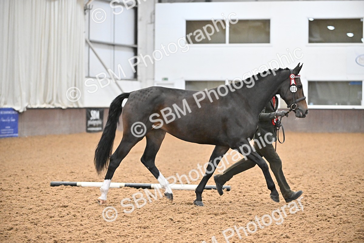 EB7_8439 - Class 3 - In Hand Foreign Breeds & Warmbloods