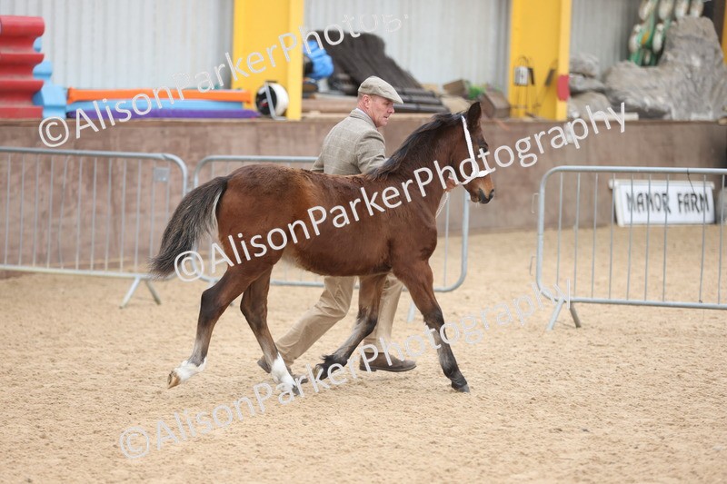 20251109-0771 - Class 24 - Foals