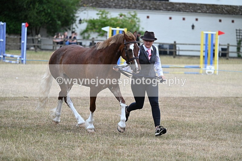 WJ7_8233 - Class 4 Prettiest Mare up to 14.2hh