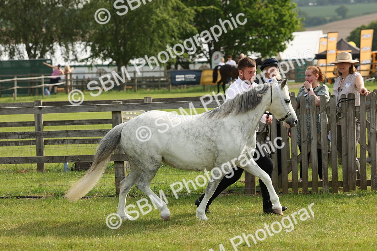 SBM_00513 - Class 6-13 - Mountatin and Moorland In Hand Welsh Breeds