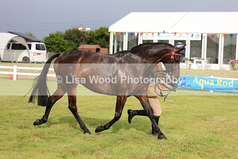 3E7A7917 - Class 1: Rising Star Small Hack/Riding Horses