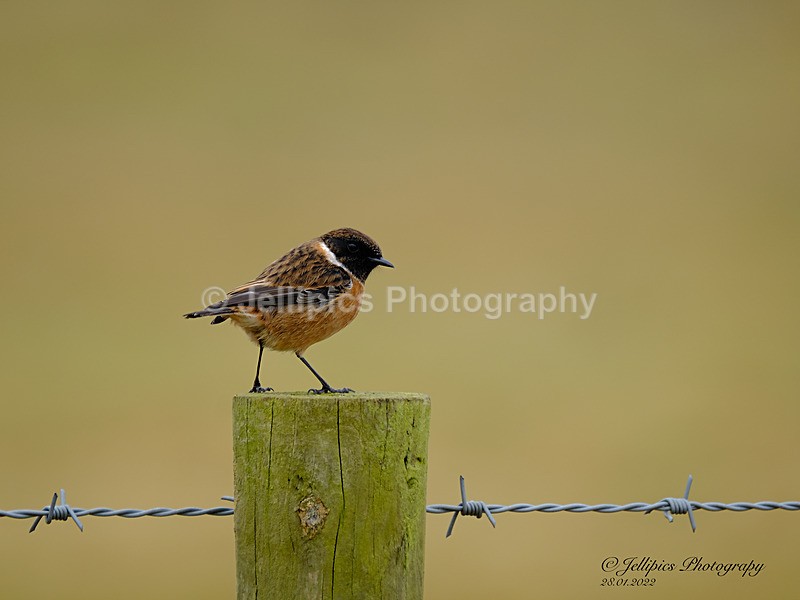  - Wildlife and Nature
