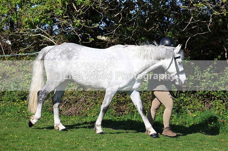 3E7A8533 - Class 13: M & M Large Breeds