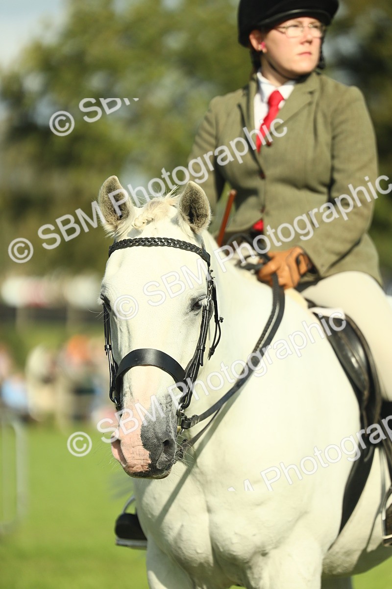 SBM_49903 - S32 - Novice & Newcomers Working Hunter