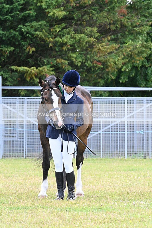 WJ7_7194 - Class 5a Most Handsome Gelding in Hand