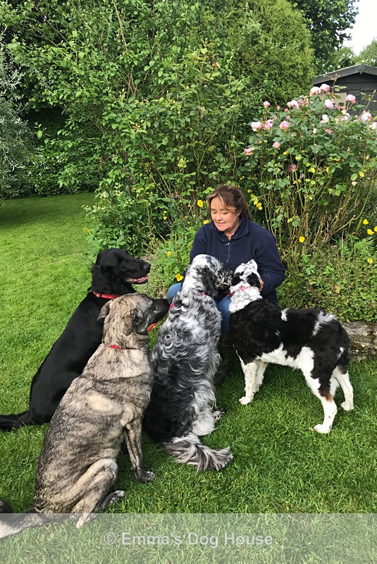  - Dogs