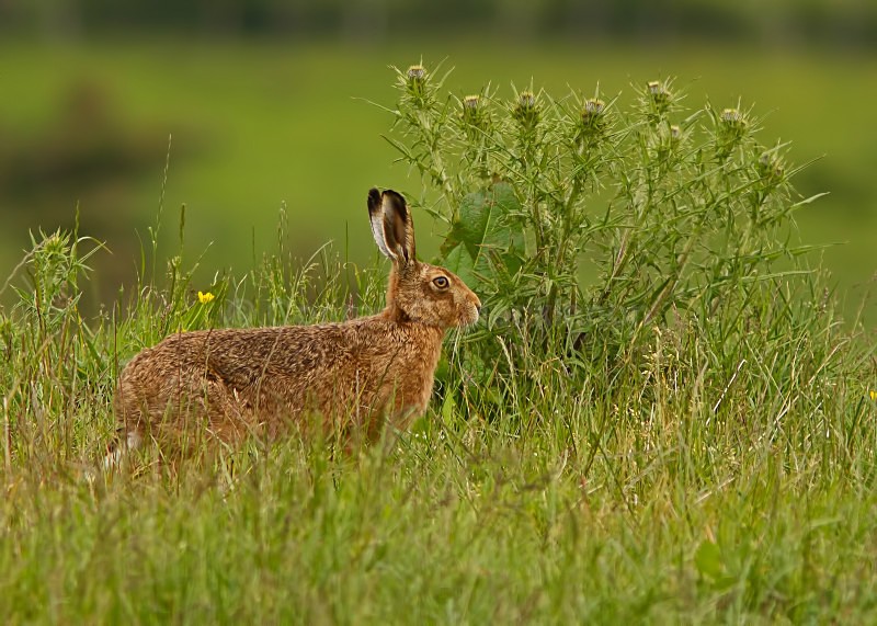 Brown Hare and Thistles - wild and free