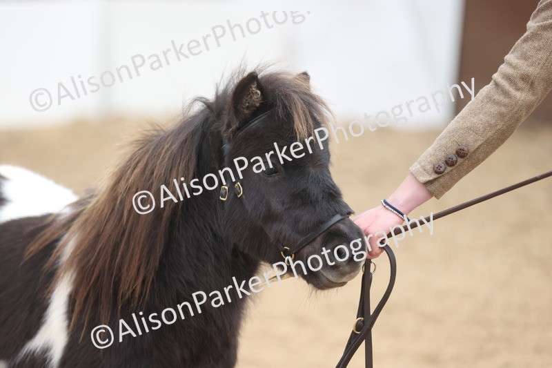 20251109-0200 - Class 10 - Yearling, Colt, Filly or Gelding